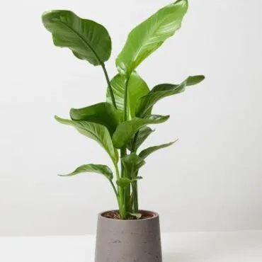 Discover the Bird of Paradise 7Inch Pot : A Stunning Live Plant for Your Home