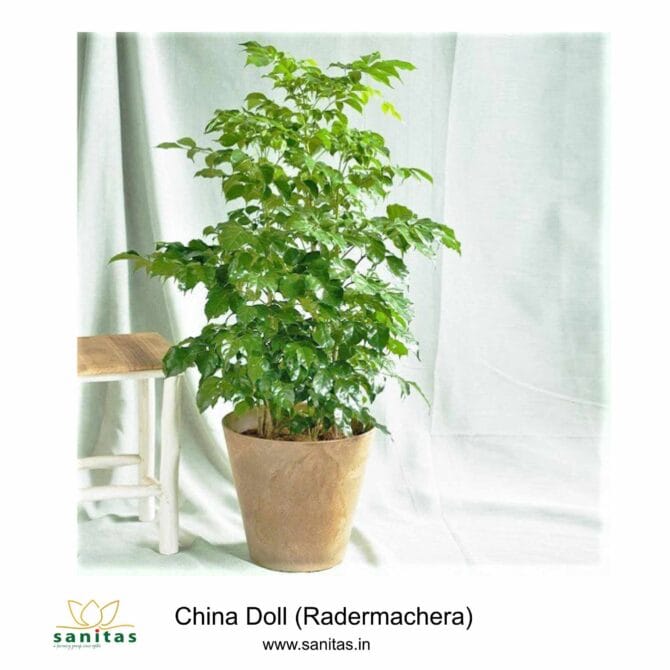 Discover the China Doll  4-5 Feet Hight Bushy Plant: A Gorgeous Addition to Your Home