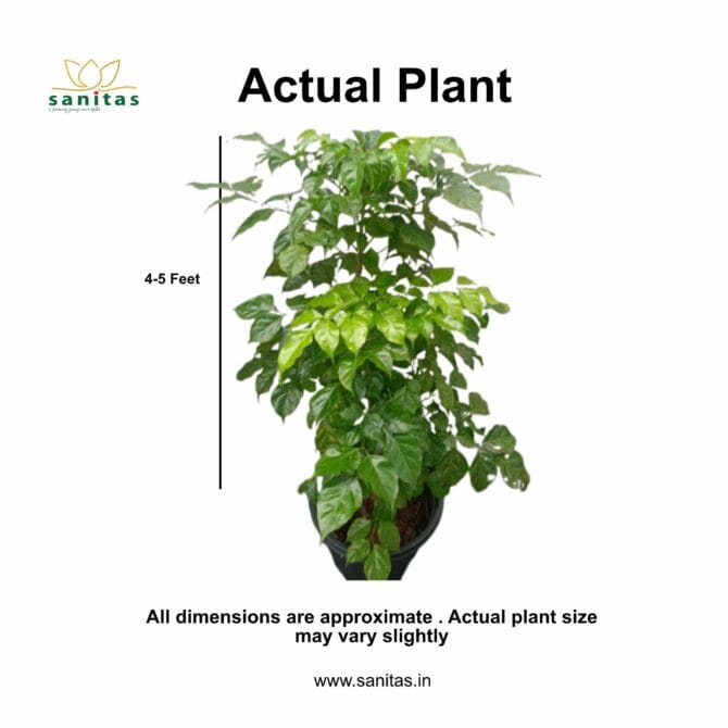 Discover the China Doll  4-5 Feet Hight Bushy Plant: A Gorgeous Addition to Your Home - Image 2