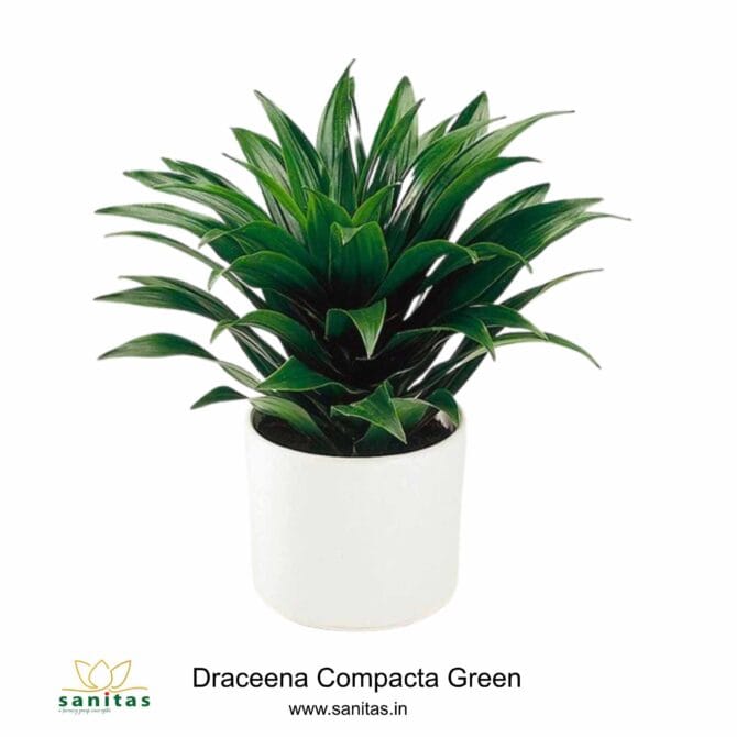 Dracaena Compacta: Your Ideal 5-Inch Pot Plant