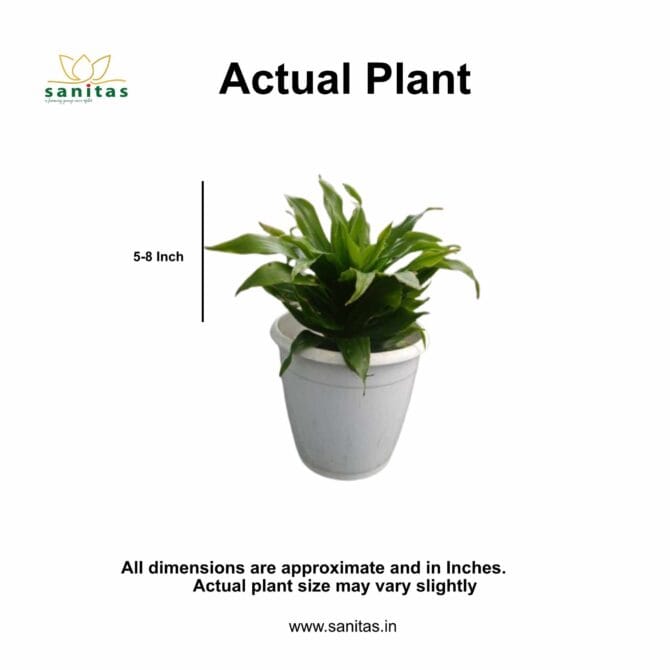 Dracaena Compacta: Your Ideal 5-Inch Pot Plant - Image 2