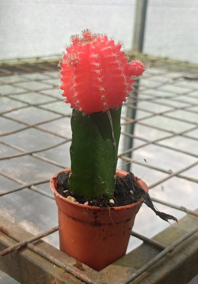 Moon Cactus Red (Grafted) - Cactus Plant - Image 2