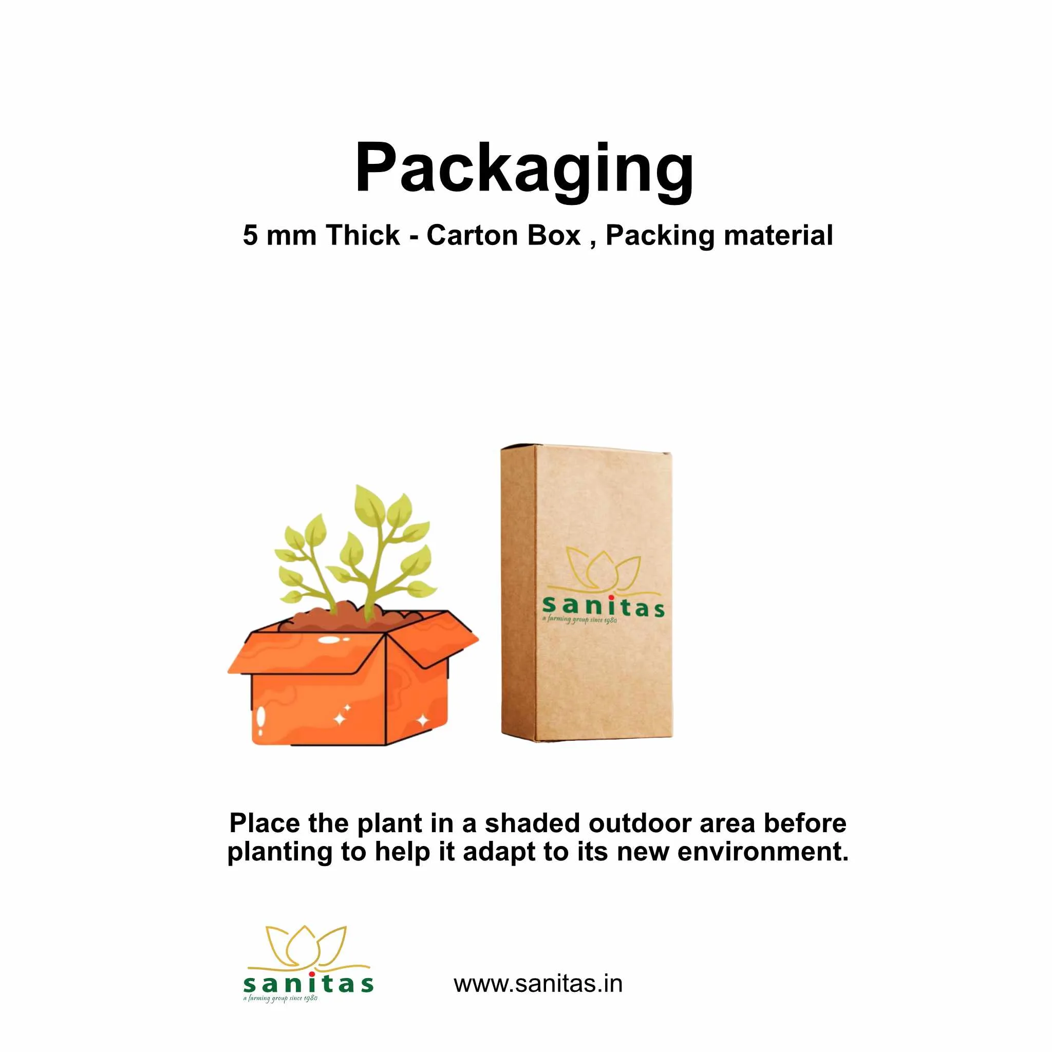 Discover the Benefits of Milky Bamboo: Your Low-Maintenance Plant -3 Inch Cover - Image 5