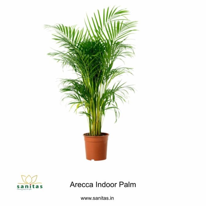 Enhance Your Space with Arecca Palm - 3 Feet Tall