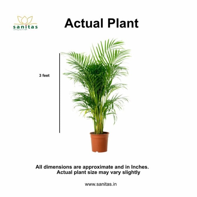 Enhance Your Space with Arecca Palm - 3 Feet Tall - Image 2