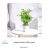 Bamboo Palm, Tabletop Palm, Indoor Plant ,Low Maintenance