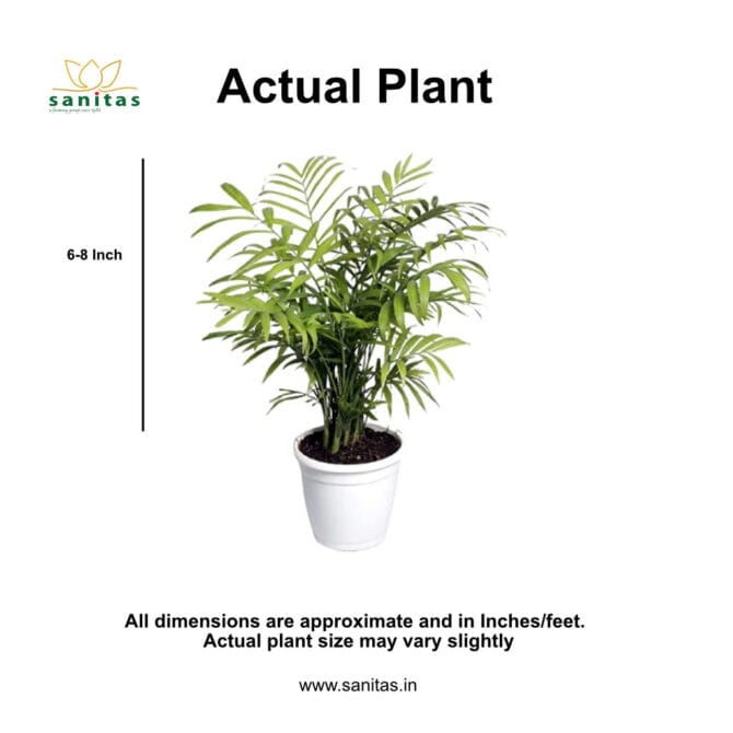 Bamboo Palm Dwarf Plant: Enhance Your Indoor Space - Image 4