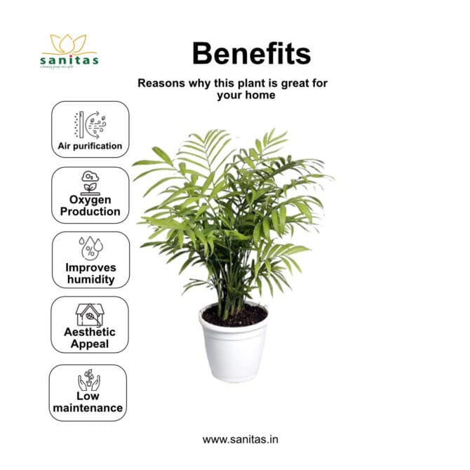 Bamboo Palm, Tabletop Palm, Indoor Plant ,Low Maintenance