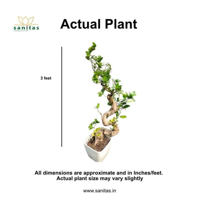 Elegant Bonsai S Shaped Ficus: A Stunning Addition to Your Space - Image 2