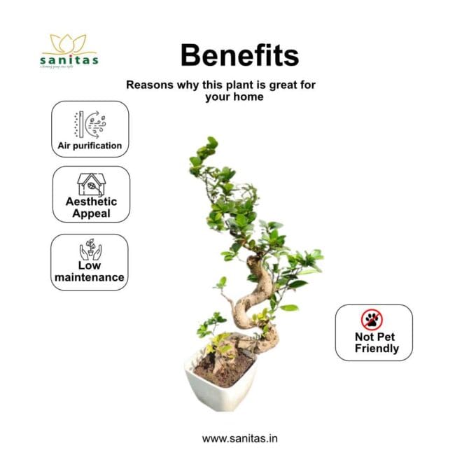 Elegant Bonsai S Shaped Ficus: A Stunning Addition to Your Space - Image 4