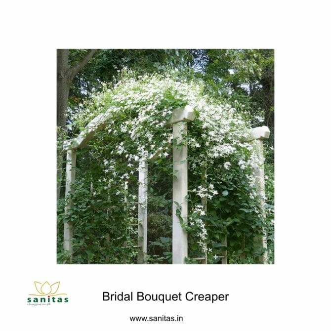 Bridal Bouquet Creeper Plant: Elevate Your Decor