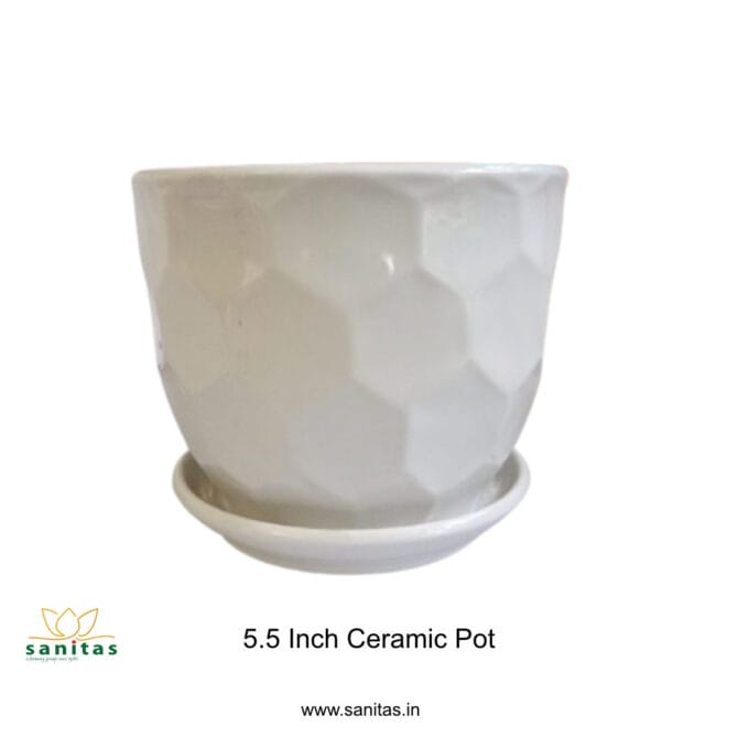 Ceramic Pots 4.5 Inch  Pot || Imported Pot BQC-1511