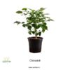 China Doll Plant ,Indoor plant, Low maintenance plant, Bushy Plant