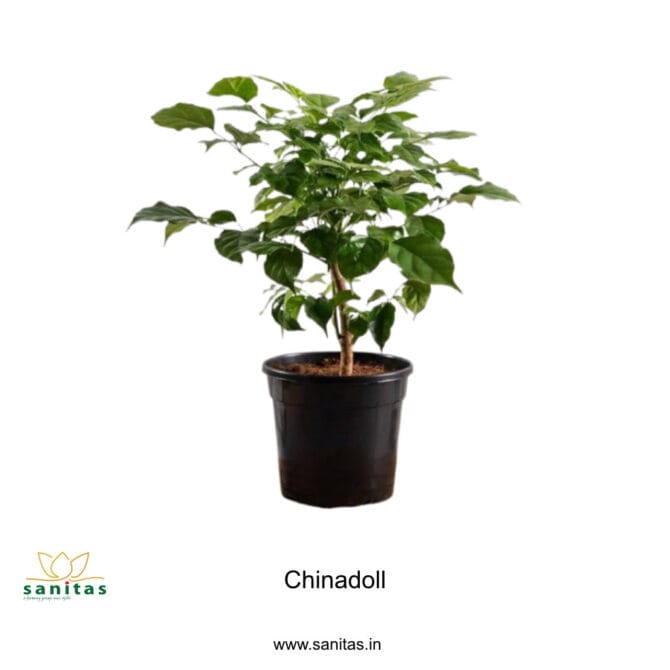 China Doll Plant ,Indoor plant, Low maintenance plant, Bushy Plant