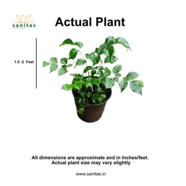 China Doll Plant ,Indoor plant, Low maintenance plant, Bushy Plant