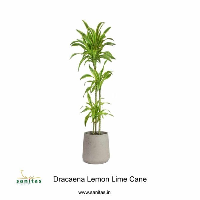 Enhance Your Space with Dracaena Cane: 4-5 Feet of Natural Elegance