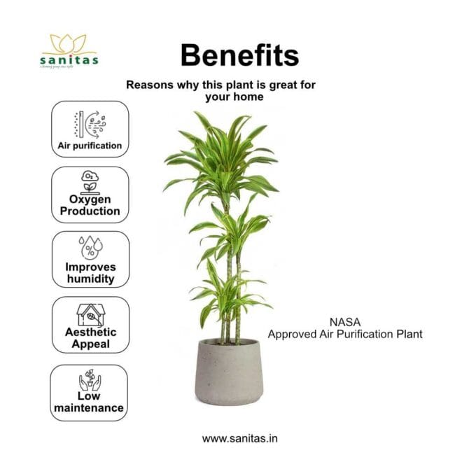 Enhance Your Space with Dracaena Cane: 4-5 Feet of Natural Elegance - Image 4