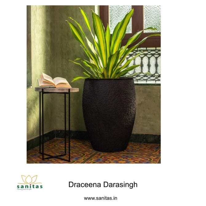 Introducing the Dracaena Dara Singh: A 2-Foot Marvel