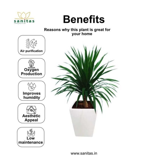 Discover the Beauty of Dracoon Dracaena - Image 4