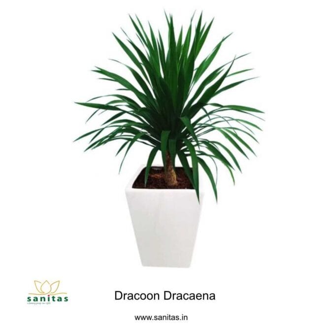 Discover the Beauty of Dracoon Dracaena