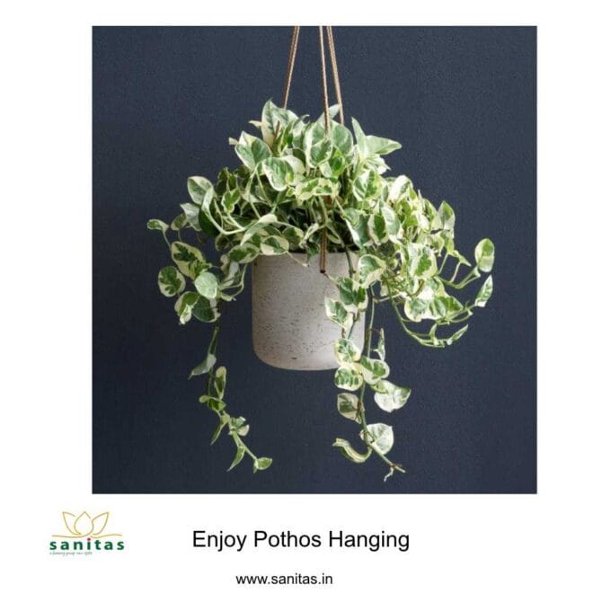 Transform Your Space with Pothos Hanging Bushy Plants