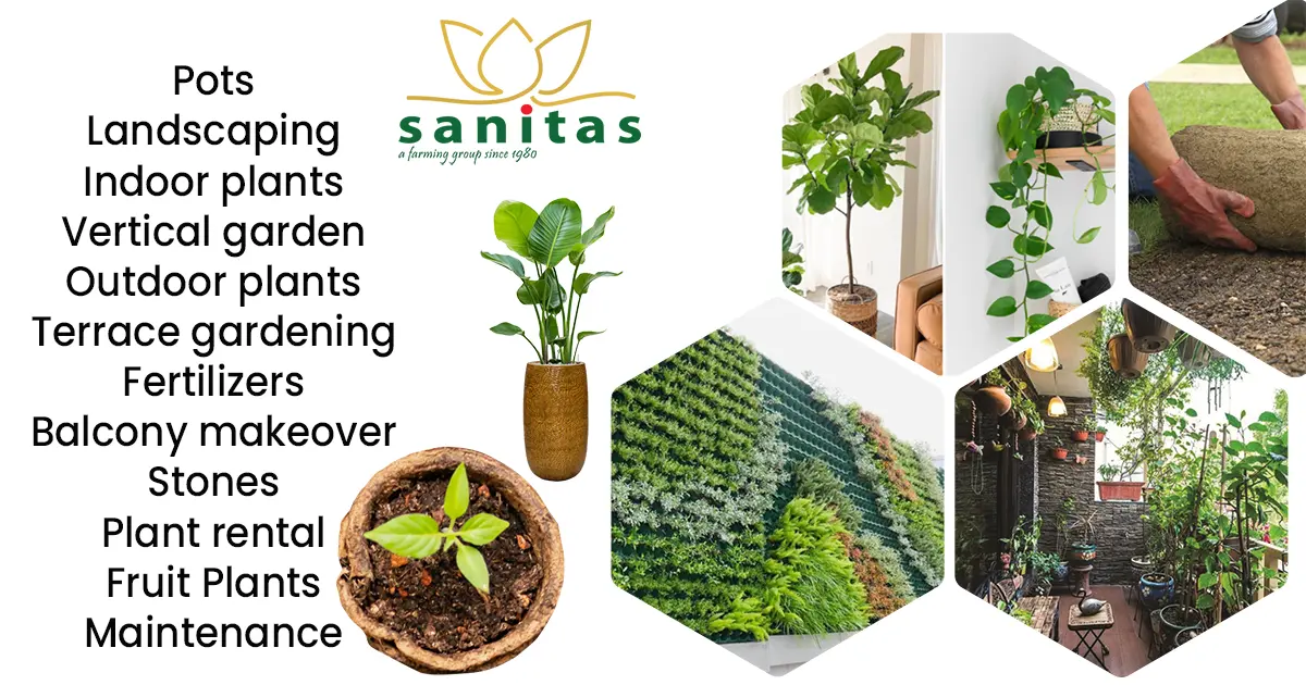 Indoor plants Outdoor plants