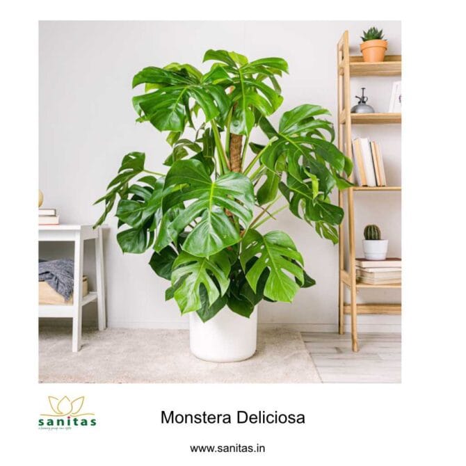 Explore the Beauty of Monstera Deliciosa:  3-3.5 Feet Height Delight