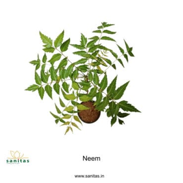 Neem ,Medicinal Plant,Home Plant