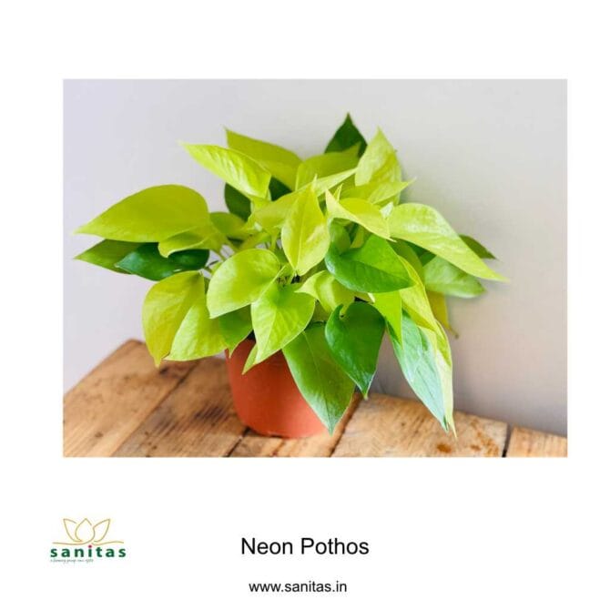 Unveiling the Allure of Neon Pothos in a 4-Inch Pot