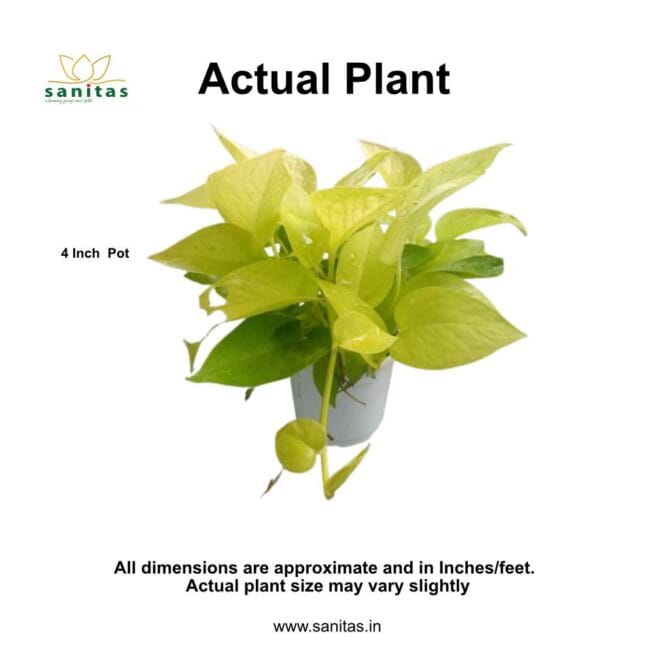 Unveiling the Allure of Neon Pothos in a 4-Inch Pot - Image 2