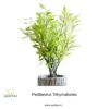 Pedilandus,Out Door,Bushy Plant,Low Maintenance,Semi Shade Plants