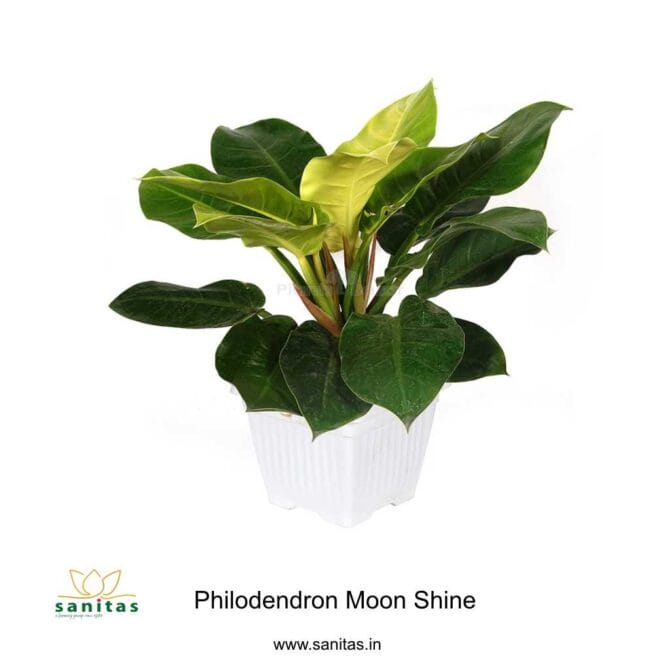 Discover the Elegance of Philodendron Moon Shine 6 Inch Pot