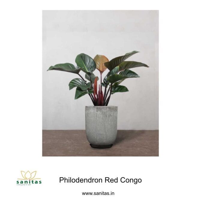 Philodendron Red Congo: A Stunning Addition to Your Home