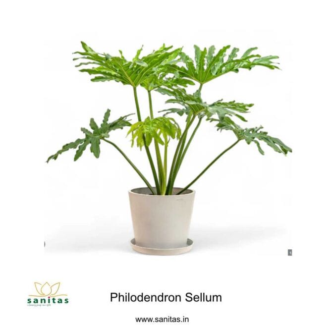 Discover the Beauty of Philodendron Sellum: A 2-3 Feet Plant