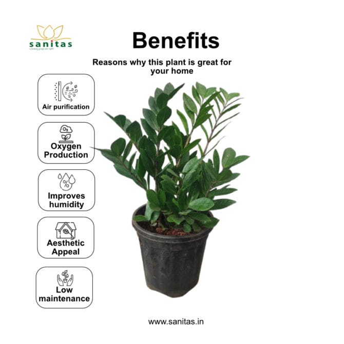 Discover the Beauty of Zamia Green/ZZ Green: The Ideal 8-Inch Bushy Plant for Your Space - Image 4