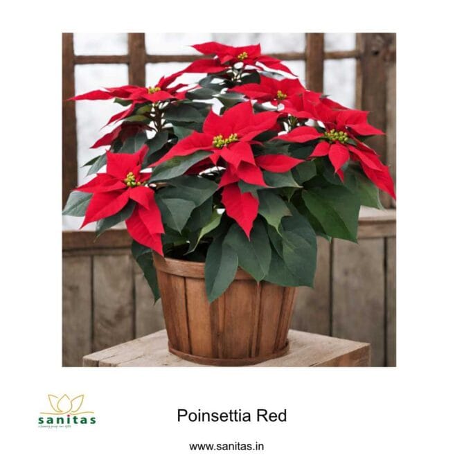 Vibrant Poinsettia Red 6 Inch Plant: A Festive Touch for Your Space