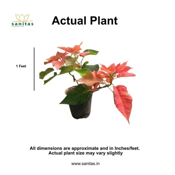 Vibrant Poinsettia Red 6 Inch Plant: A Festive Touch for Your Space - Image 2