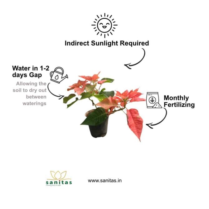 Vibrant Poinsettia Red 6 Inch Plant: A Festive Touch for Your Space - Image 3