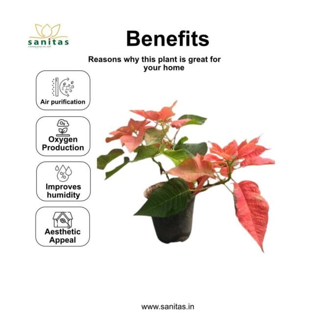 Vibrant Poinsettia Red 6 Inch Plant: A Festive Touch for Your Space - Image 4