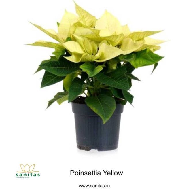 Introducing the Stunning Yellow Poinsettia Plant - 6INCH