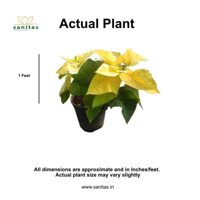 Introducing the Stunning Yellow Poinsettia Plant - 6INCH - Image 2