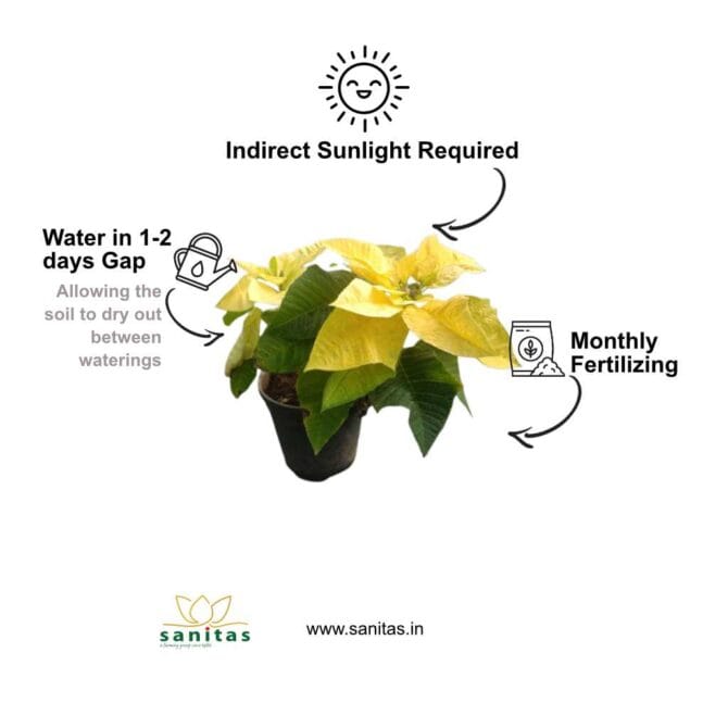 Introducing the Stunning Yellow Poinsettia Plant - 6INCH - Image 3