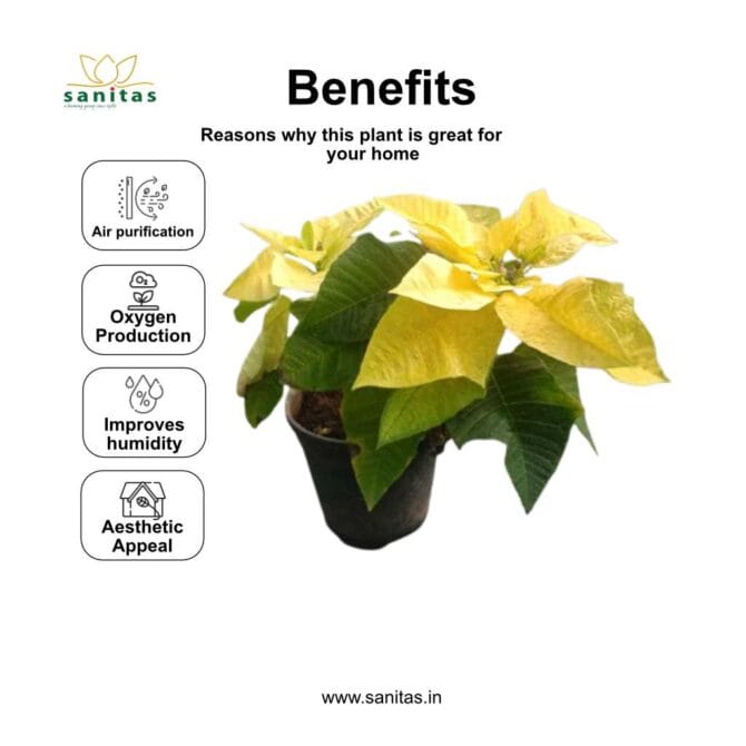 Introducing the Stunning Yellow Poinsettia Plant - 6INCH - Image 4