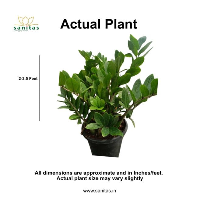 Introducing the Zamiya Green: The Ideal 8-Inch Bushy Plant for Your Space - Image 2