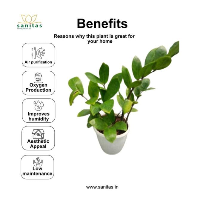 Introducing the Zamiya Green: The Ideal 8-Inch Bushy Plant for Your Space - Image 4