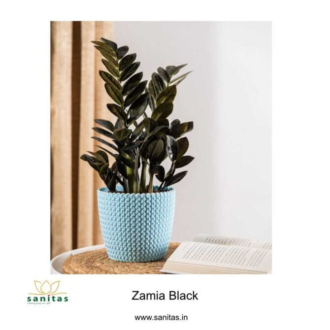 Stylish Zamiya Black Plant in a 4-Inch Pot