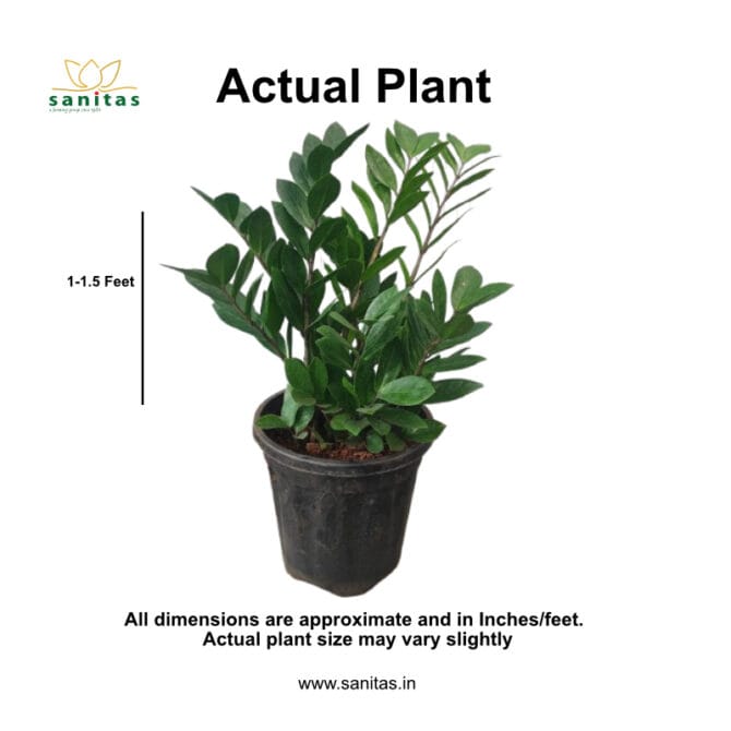 Discover the Beauty of Zamia Green/ZZ Green: The Ideal 8-Inch Bushy Plant for Your Space - Image 3