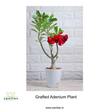 Adenium
