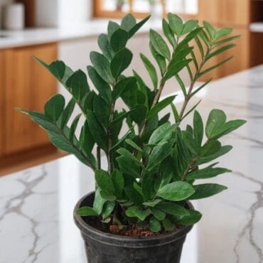 Discover the Beauty of Zamia Green/ZZ Green: The Ideal 8-Inch Bushy Plant for Your Space