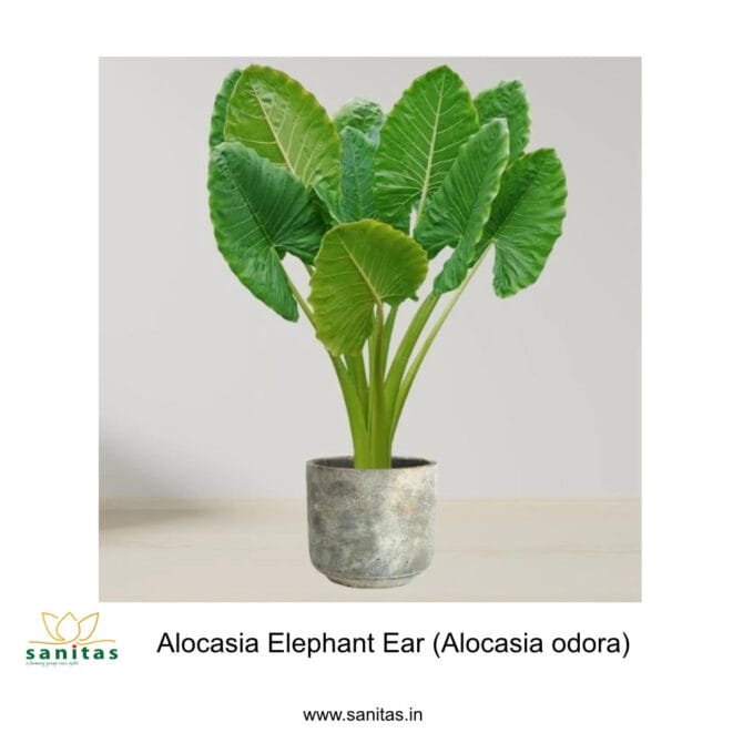 alocasia Elephant ear, Alocasia Odora